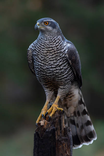 istock Beautiful Northern Goshawk (Accipiter gentilis) on a branch  in the forest 1444620765
