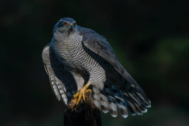 istock Beautiful Northern Goshawk (Accipiter gentilis) on a branch  in the forest 1444620799