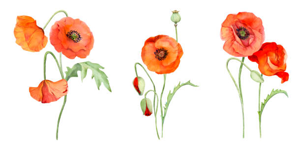 Watercolor bouquet composition, elements with hand drawn summer bright red poppy flowers. Isolated on white background. Design for invitations, wedding, love or greeting cards, paper, print, textile Watercolor bouquet composition, elements with hand drawn summer bright red poppy flowers. Isolated on white background. Design for invitations, wedding, greeting or love cards, paper, print, textile oriental poppy stock illustrations