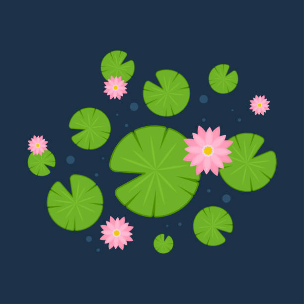 Lily Pad And Lotus Vector Wallpaper Free Space For Text Background Poster  Lotus Flower Stock Illustration - Download Image Now - iStock