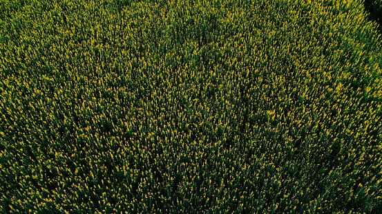 Top View Field of Crotalaria Juncea or sunn hemp