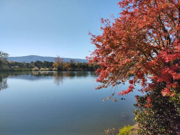 istock Red leaves at the lake 1444627685
