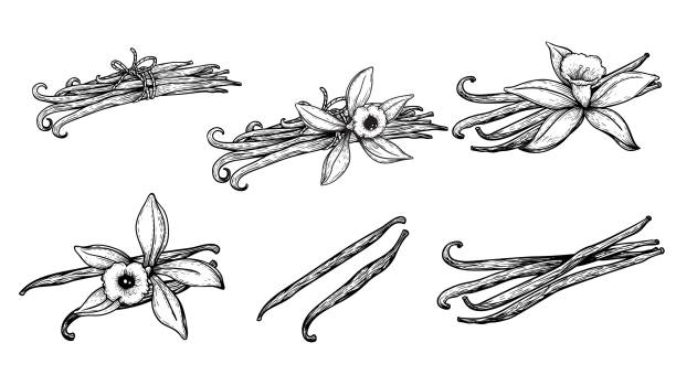 Hand drawn sketch style vanilla set. Vanilla pods and flowers. Best for culinary and aromatherapy, cosmetics designs. Vector illustrations collection. Hand drawn sketch style vanilla set. Vanilla pods and flowers. Best for culinary and aromatherapy, cosmetics designs. Vector illustrations collection. vanilla orchid stock illustrations
