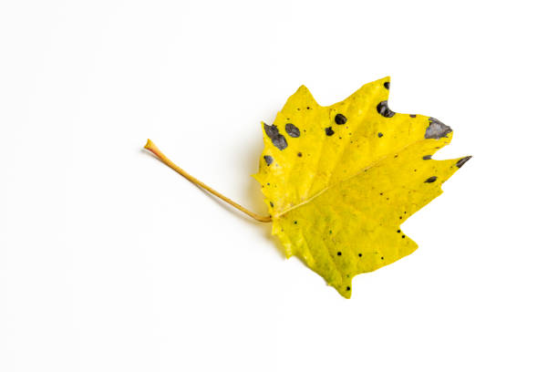 leaf with autumn colors on white background