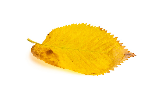 leaf with autumn colors on white background