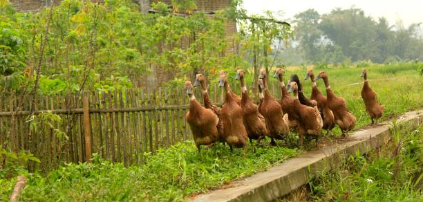 brown ducks row neatly - packing duck imagens e fotografias de stock