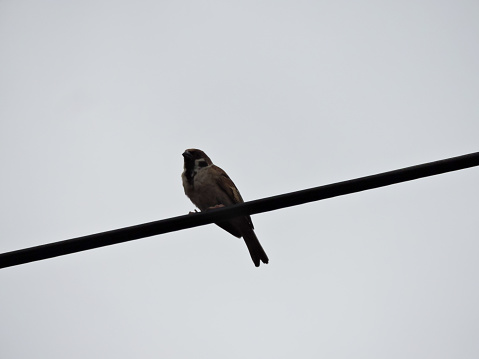 Sparrow bird perched on residential power lines.