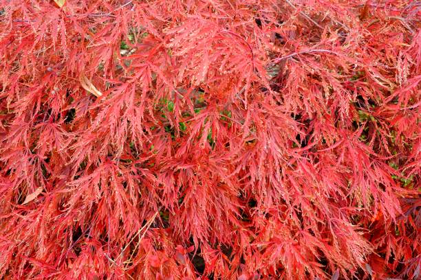 istock Close up Red Leaves in the Autumn Day. 1444650125