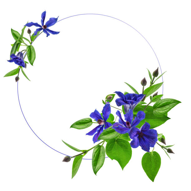 istock decorative frame-a wreath of clematis branches, flower arrangement, isolated 1444651255