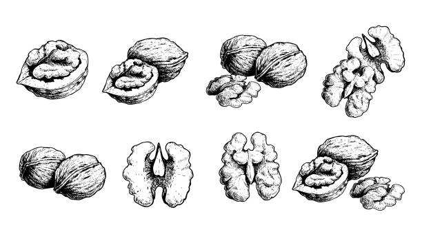 illustrazioni stock, clip art, cartoni animati e icone di tendenza di set di noci disegnato a mano. cibo sano biologico. ideale per il design di imballaggi e alimenti. illustrazioni vettoriali di dadi isolate su sfondo bianco. - nutshell