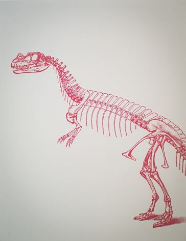 Tyrannosaurus rex skeleton, 67 million years ago, USA.