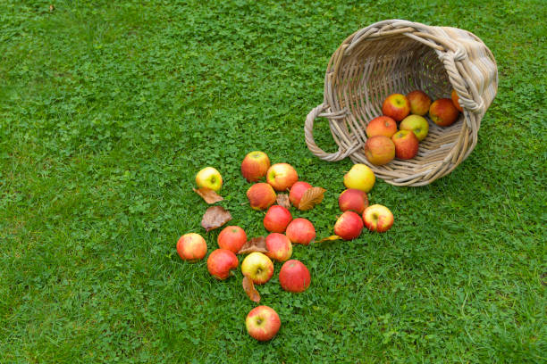 Ripe apples scattered from the basket. Autumn still life. space for text