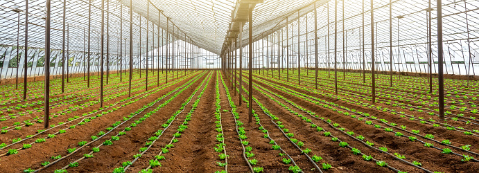 Panoramic view inside a glass greenhouse with growing lettuce green foliage in rows, equipped with automatic irrigation hoses, agricultural automation