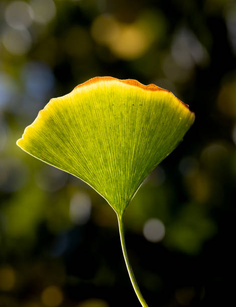 istock Beautiful fall color Leaves 1444655723