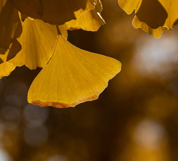 istock Beautiful fall color Leaves 1444655762