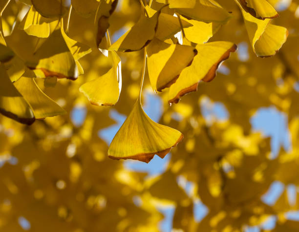 istock Beautiful fall color Leaves 1444655763