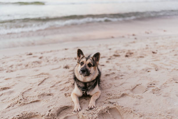 istock Young dog spending time at the beach 1444656414