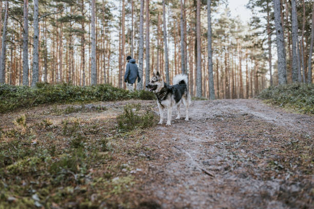 Happy mixed-breed rescue dog, living her best life in nature
