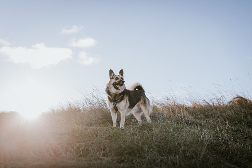 Happy mixed-breed rescue dog, living her best life in nature