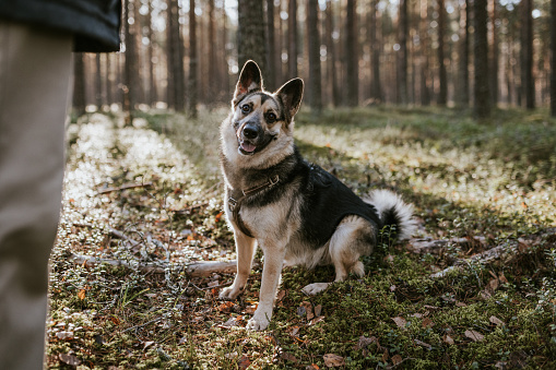 Happy mixed-breed rescue dog, enjoying weekends spent at nature.