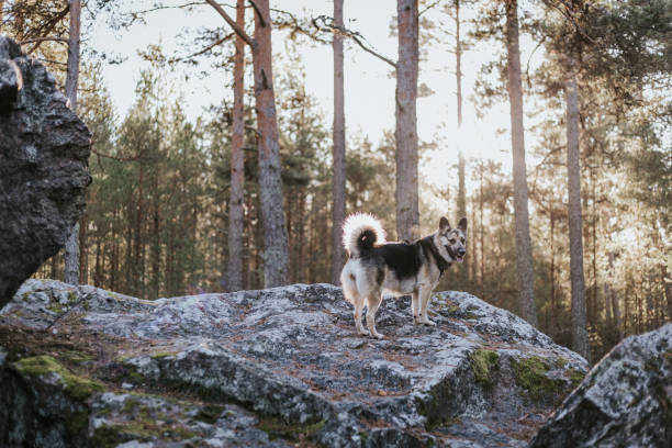 istock Young dog enjoying weekends spent at the nature 1444657185