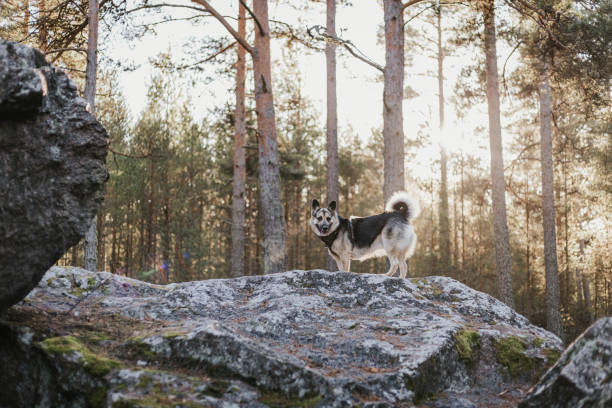 istock Young dog enjoying weekends spent at the nature 1444657191
