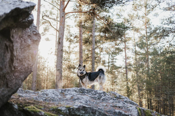 istock Young dog enjoying weekends spent at the nature 1444657194