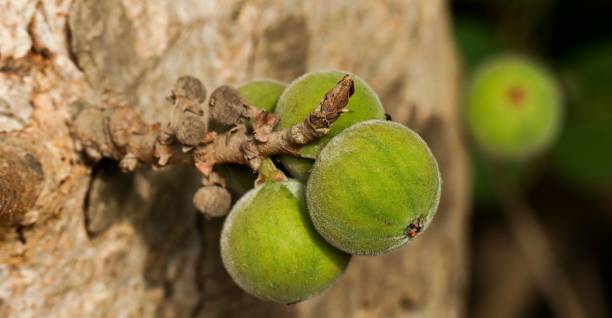 istock Closeup details of fig tree fruits. 1444657249