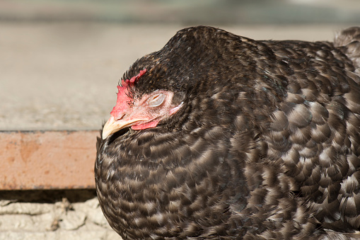 Sick chicken in natural eco farm. Hens at agriculture farm. Animal veterinarian care and ecological farming concept.