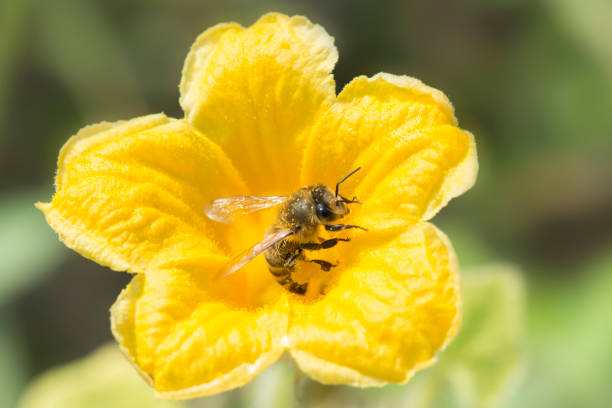 The bee collects pollen. Pumpkin flower.