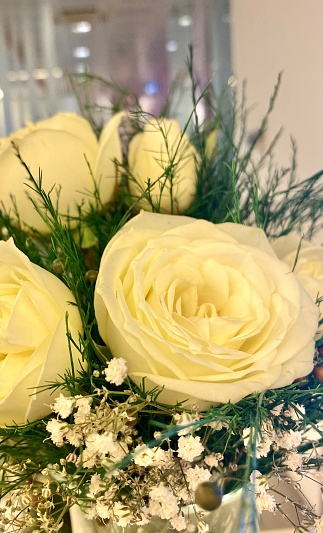 Lovely white rose