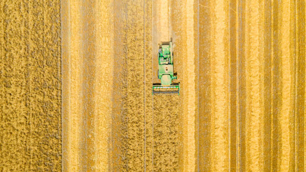 istock Above view on combine, harvester machine, harvest ripe cereal 1444660091