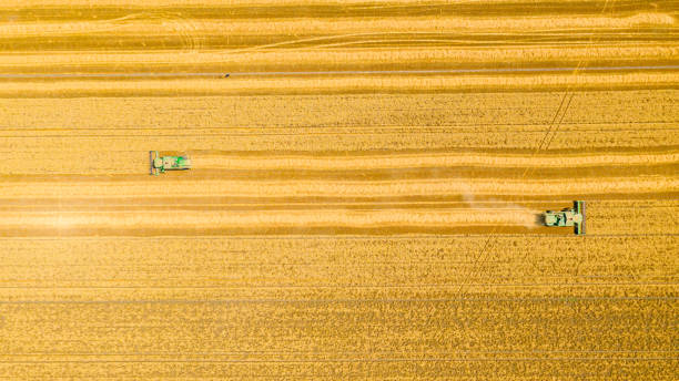 istock Above view on combine, harvester machine, harvest ripe cereal 1444661863