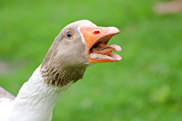 istock Close-Up Of A Goose 1444662516