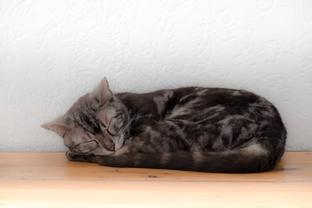 Sleeping Bengal mixed breed cat stock photo