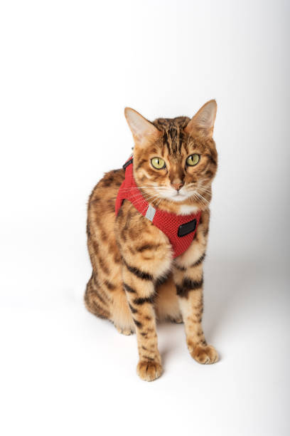 istock Bengal cat in a red harness on a white background. 1444663290