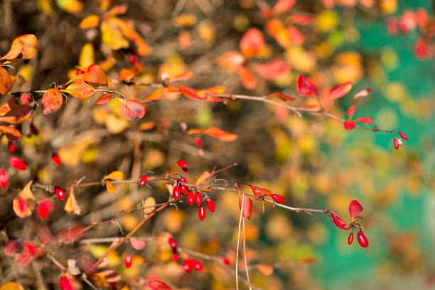 bayas de berberis y hojas de otoño en el primer plano de ramitas enfoque selectivo - agracejo rojo fotografías e imágenes de stock