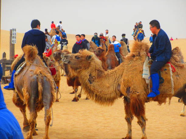 Fun Camel Riding Tour Over Inner Mongolia's Xiangshawan Desert stock photo