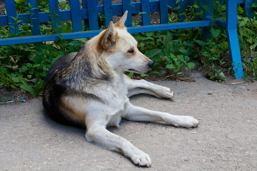 A homeless dog lies on the road near the fence.
