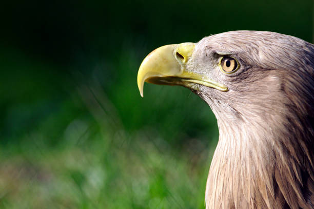 istock Head of eagle bird with blurred background 1444668622