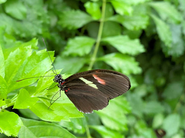 istock A view of a Butterfly 1444669598
