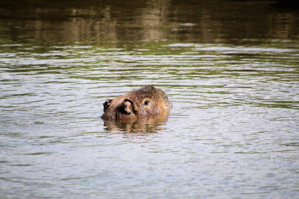 istock A view of a Capybara 1444669651
