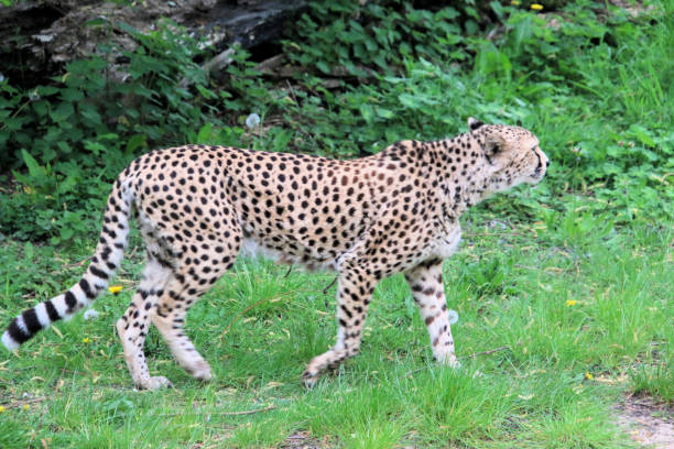 istock A close up of a Cheetah 1444669664