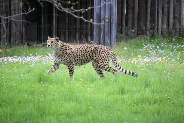 istock A close up of a Cheetah 1444669676
