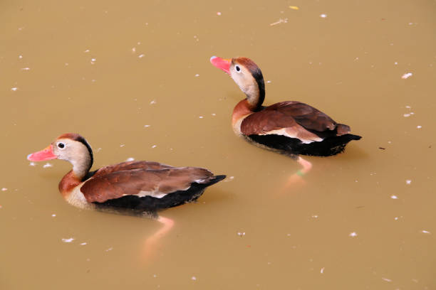 istock A view of a Duck 1444669679