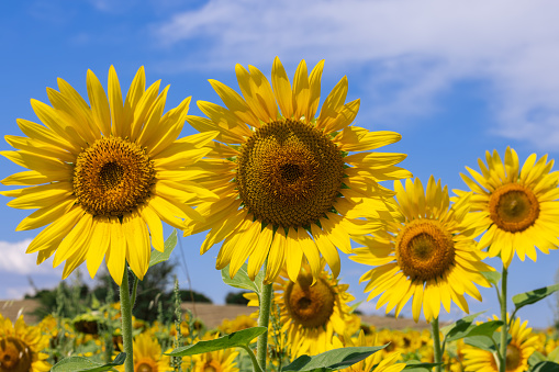 Each sunflower (Helianthus annuus) is actually thousands of teeny flowers, and each of them becomes a tasty seed