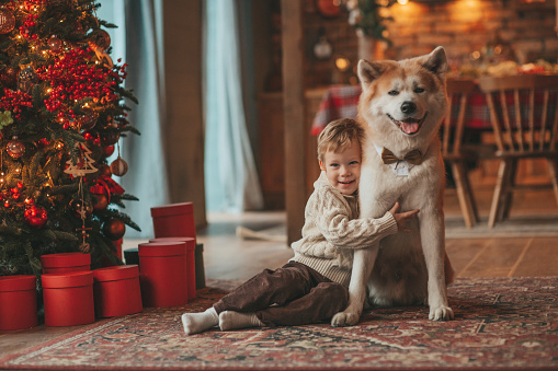 Smiling small child having fun with dog waiting for miracle Santa at noel tree. Cheerful kid in casual outfit celebrating new year hugging his cute akita inu pet eve 25 december garlands lights bokeh