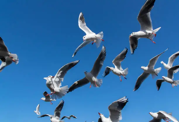 flock of seagulls