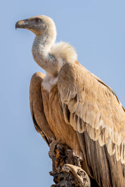 gyps fulvus or griffon vulture or eurasian griffon closeup or portrait during winter migration at jorbeer conservation reserve bikaner rajasthan india asia gyps fulvus or griffon vulture or eurasian griffon closeup or portrait during winter migration at jorbeer conservation reserve bikaner rajasthan india asia jaisalmer stock pictures, royalty-free photos & images