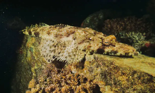 A Crocodile Scorpionfish tries to camouflage itself on edge of SS Thistlegorm Wreck